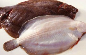 Морской язык