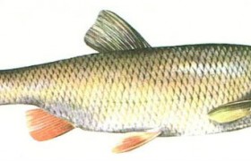 Голавль