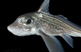 Морской заяц